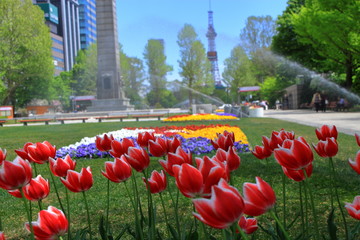 赤いチューリップの咲く春の札幌大通公園の風景