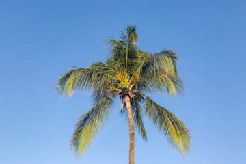 Fototapeta na wymiar Looking up at a coconut palm tree on the island of Barbados, with a blue sky behind