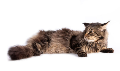 Closeup of striped fluffy cat lying isolated on white background