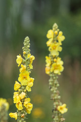 yellow flowers in the garden