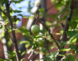 Plum tree with unripe fruits