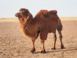 Bactrian or two-humped camel in the Gobi desert, Mongolia