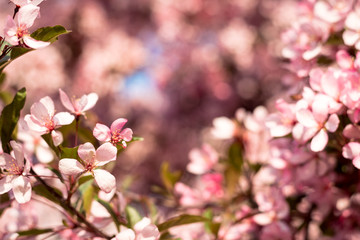 Fototapeta na wymiar Sakura flowers with pink petals in spring. Cherry tree blossoming on sunny day on floral background. Nature, beauty, environment. Sakura blooming season concept. Blossom, bloom, flowering.