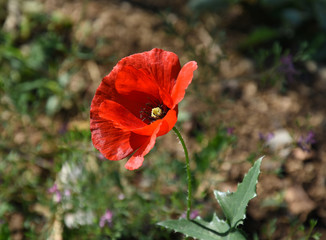 Beautiful flower of poppy flower