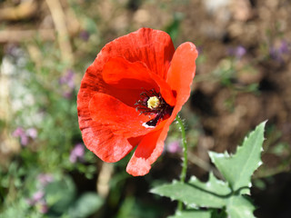 Beautiful flower of poppy flower