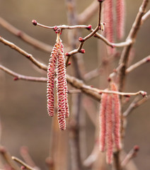 Flowers on hazelnut branches in spring