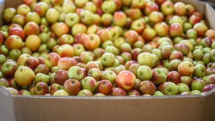 A very large box of apples are on display and for sale at the Queen Victoria Market in Melbourne, Australia