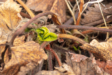 Strawberry leaves in early spring