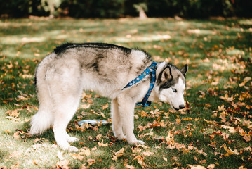 Dog breed Siberian Husky walks in autumn park