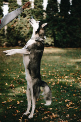 Obraz premium Husky dog jumps for food