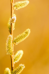 Yellow flowers on the branches of willow