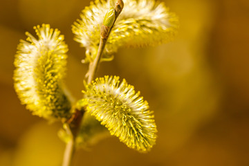 Yellow flowers on the branches of willow