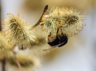 Bee on willow flowers in spring