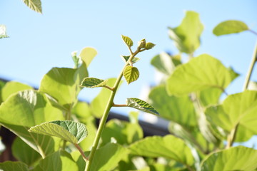 Kiwi fruit tree branches vines