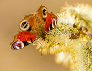 Butterfly on willow flowers in spring