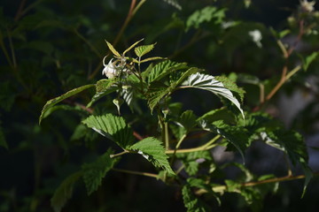 Raspberry bush in spring organic