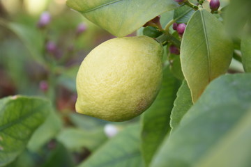 Lemon tree with his fruits