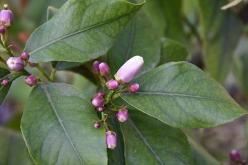 Lemon tree with his flowers