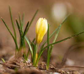 Yellow snowdrop flower on nature in spring