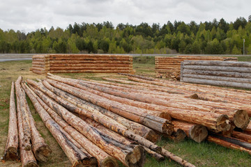 Log houses from pine logs in the meadow. Logs cleared of bark.