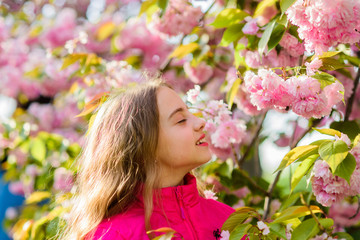 Naklejka premium happy girl in cherry flower. Sakura tree blooming. skincare. Natural cosmetics for skin. summer holiday. Childhood beauty. small girl in spring flower bloom. blossom smell, allergy. Impossible scent
