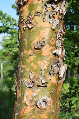 Old Cypress tree with bark