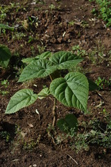 Paulownia elongata young trees saddles