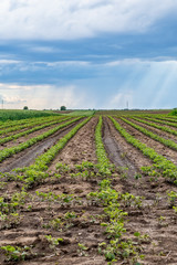 Fototapeta na wymiar Green field of potato crops in a row 