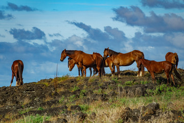 Fototapeta na wymiar Wild horses over the rocks and blue sky background