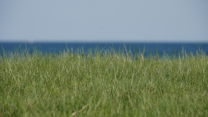 grass and sea