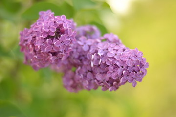 flower, lilac, nature, purple, spring, flowers, garden