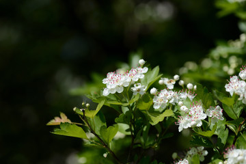 Beautiful white flowers of hawthorn on a sunny day close up