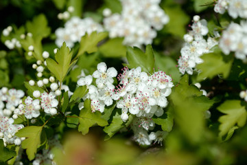 Beautiful white flowers of hawthorn on a sunny day close up
