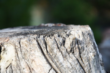 Old aged tree with natural cracks