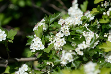 Beautiful white flowers of hawthorn on a sunny day close up