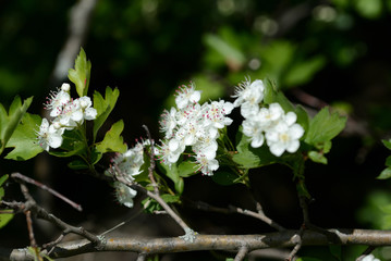 Beautiful white flowers of hawthorn on a sunny day close up