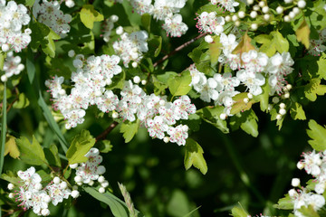 Beautiful white flowers of hawthorn on a sunny day close up