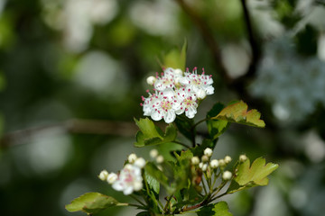 Beautiful white flowers of hawthorn on a sunny day close up