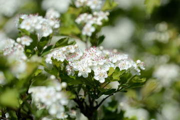 Beautiful white flowers of hawthorn on a sunny day close up