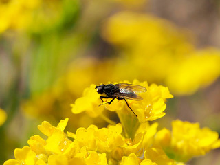 Eine Fliege sitzt auf gelber Blüte in der Sonne eines Frühjahrsgartens