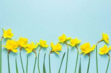 Fototapeta premium Spring floral background. Yellow narcissus or daffodil flowers on blue background top view flat lay. Easter concept, International Women's Day, March 8, holiday. Card with flowers. Place for text