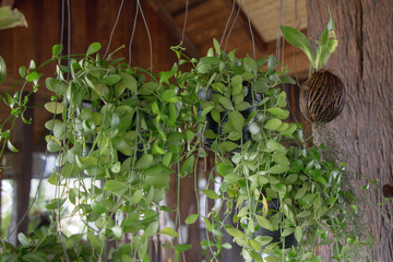 flowers hanging in the garden