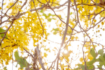 Blurred Golden Shower Tree or Cassia fistula with sunlight.