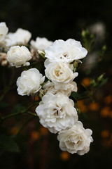 Blooming white roses bush