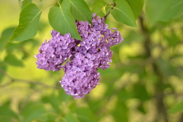 flower, lilac, nature, purple, spring, flowers, garden