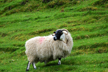 Obraz premium Typical scottish sheep