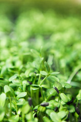 Microgreen background in natural light
