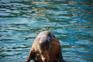 Leone marino - Otaria flavescens