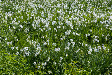 Fototapeta premium A field of white flowers daffodils on a green background