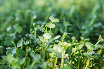 Microgreen background in natural light